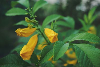 Close-up of yellow flowers