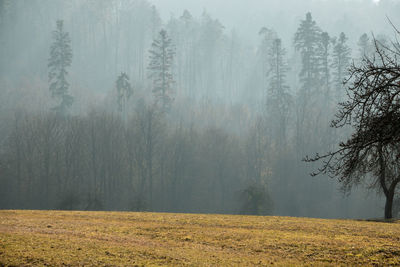 Trees in forest during foggy weather