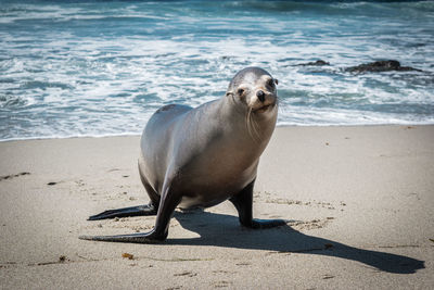 High angle view of sea lion on beach