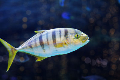 Close-up of fish swimming in sea