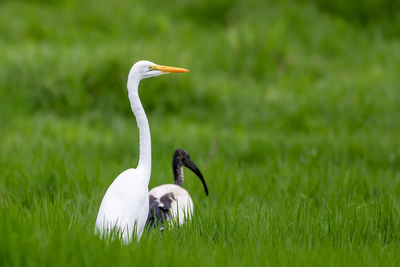 White duck on field