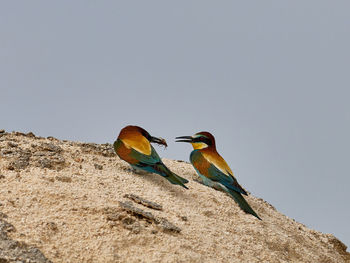 Birds perching on rock against sky