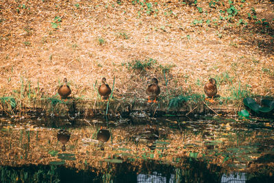 View of birds in lake