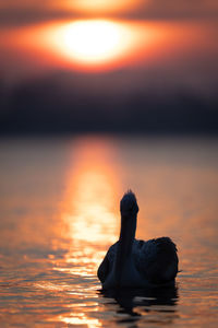 Close-up of bird in lake during sunset