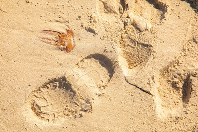 High angle view of animal on sand