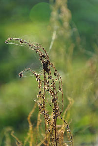 Close-up of insect on plant
