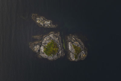 High angle view of plant over black background