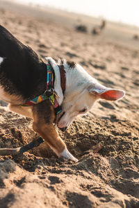 View of dog on beach