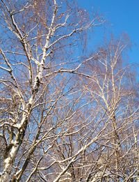 Low angle view of bare tree against blue sky