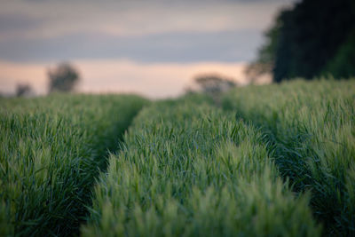 Crops growing on field