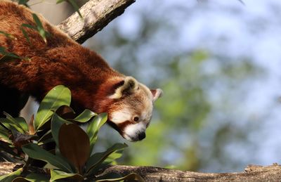 Close-up of red panda