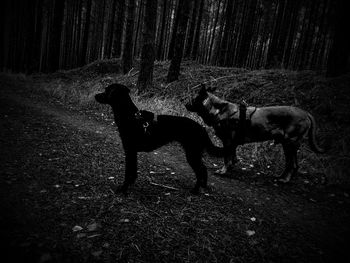 View of dog on field in forest