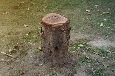 High angle view of mushroom growing on tree stump