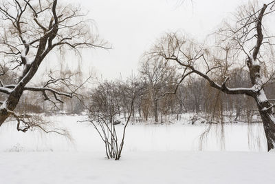 Bare trees on snow covered field