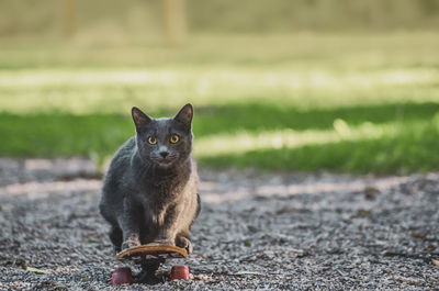 Portrait of cat sitting on skate