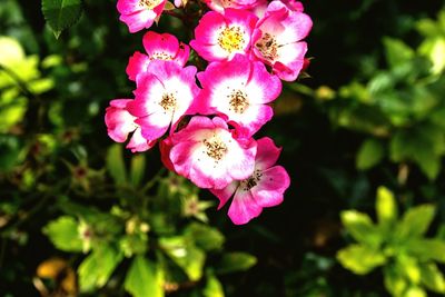 Close-up of pink flowers