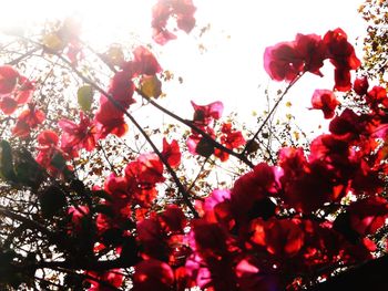 Low angle view of bougainvillea blooming tree