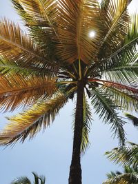 Low angle view of palm tree