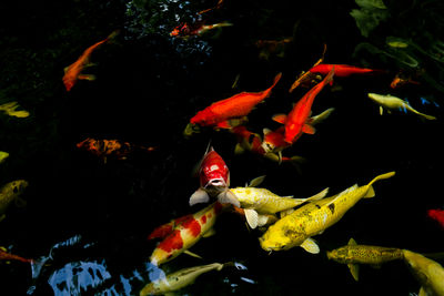 High angle view of koi carps swimming in pond