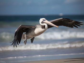 Close-up of pelican flying against sky