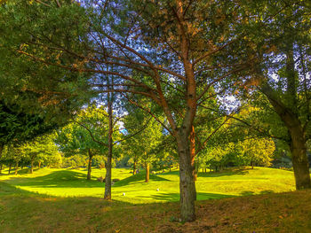 Trees in park