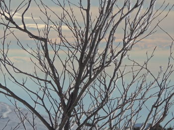 Close-up of dead tree against sky