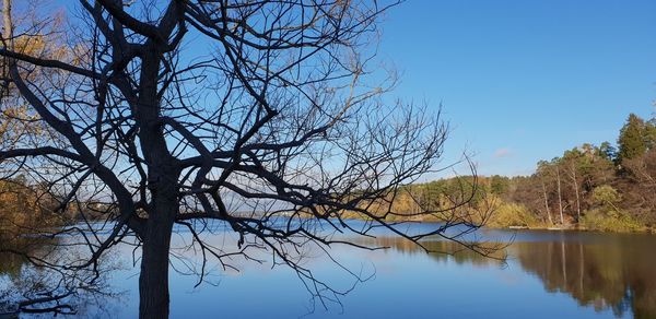 Bare tree by lake against clear blue sky