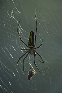 Spider on web