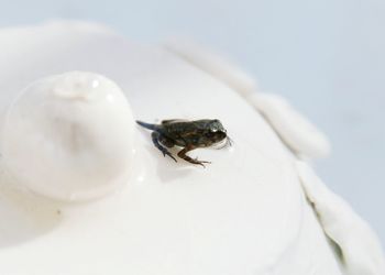 Close-up of insect on white background