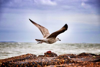 Seagull flying at beach