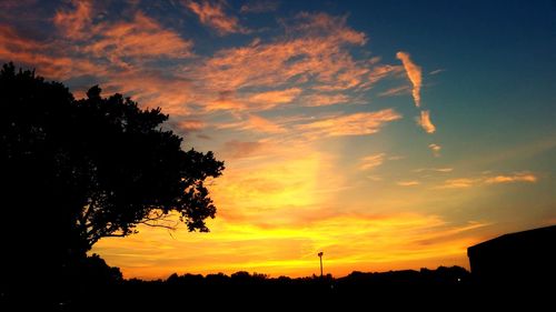 Silhouette trees at sunset