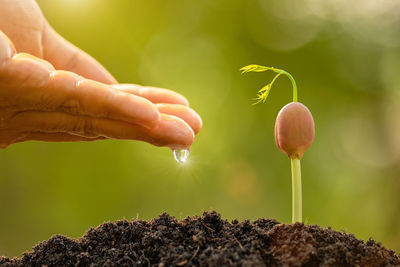 Close-up of hand holding plant