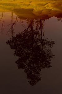 Tall tree reflecting in calm surface of pond with clear water at sunset in minas de rio tinto