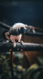 Cotton top tamarin