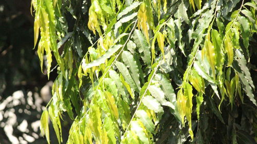 Close-up of fresh green plant