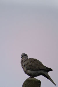 Low angle view of bird perching on a rock