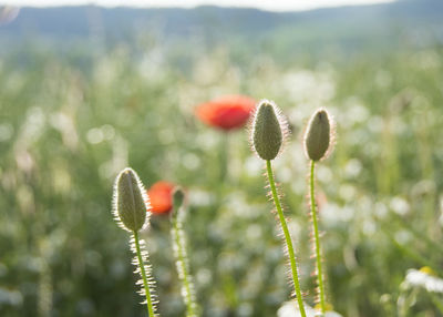 Close-up of poppy growing on plant