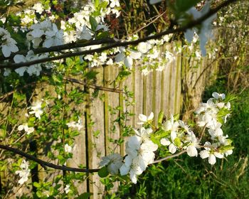 Close-up of white flowers growing on tree