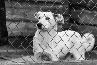 View of dog seen through chainlink fence