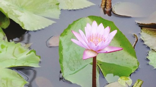 Close-up of lotus water lily in pond