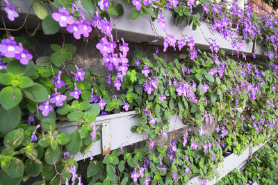 Close-up of purple flowering plants