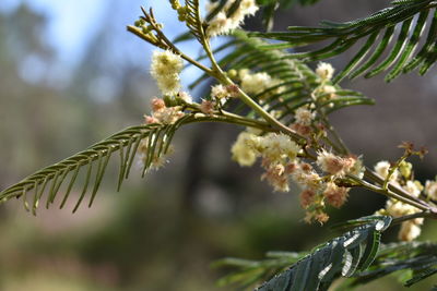 Close-up of flower growing on tree