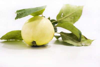 Close-up of fruit against white background