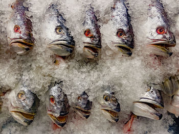 Group of fish on ice on a supermarket stall