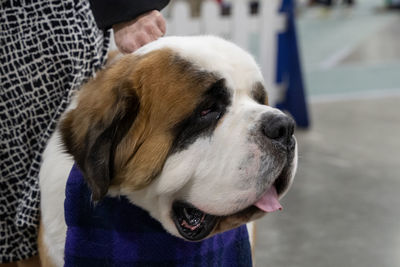 Saint bernard portrait with mouth open and with selective focus