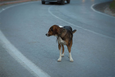 Full length of dog standing on road