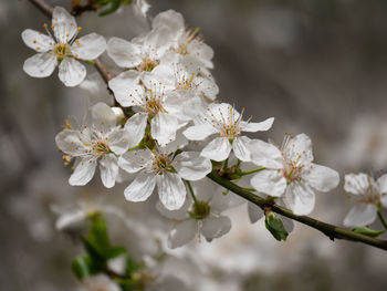 Close up of apricot cherry blossom white flower on branch in the spring