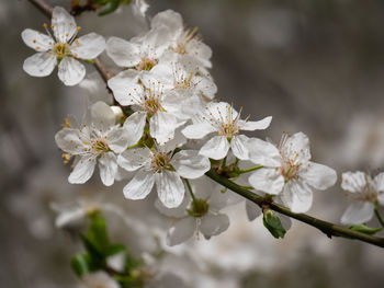 Close-up of white cherry blossom