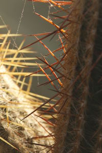 Close-up of leaf