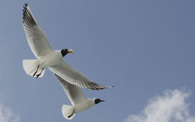 Low angle view of seagulls flying in sky